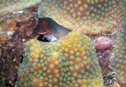 Perched. This little blenny is perched on some coral at o... by Kimberlie Jennings 